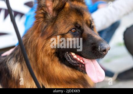 Die Schnauze eines jungen langhaarigen Schäferhundes aus der Nähe. Hochwertige Fotos Stockfoto