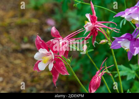 Rote Columbines blühen in Steamboat Springs Stockfoto