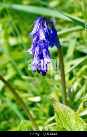 Bluebell oder Wilde Hyazinthe (Hyacinthoides non-scripta oder endymion non-scriptus), Nahaufnahme eines einzigen nickenden Blütenkopfes der gewöhnlichen Waldblume. Stockfoto