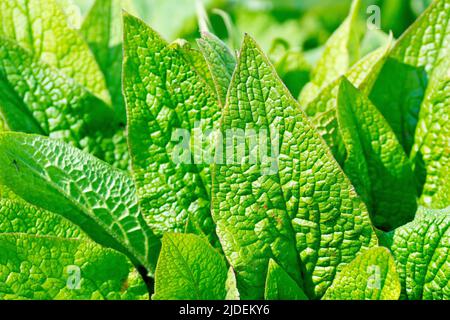 Beinwell (symphytum officinale, möglicherweise symphytum tuberosum), Nahaufnahme der basalen Blätter der Pflanze, die im Frühjahr erscheinen. Stockfoto