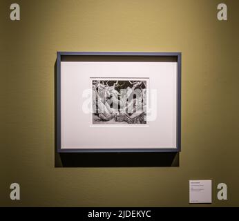 Edward weston (1886-1958) berühmte Fotografie 'Oak,Monterey County' - 1929. Ausstellung im Santa Giulia Museum von Brescia, lombardei, Italien, Europa. Stockfoto