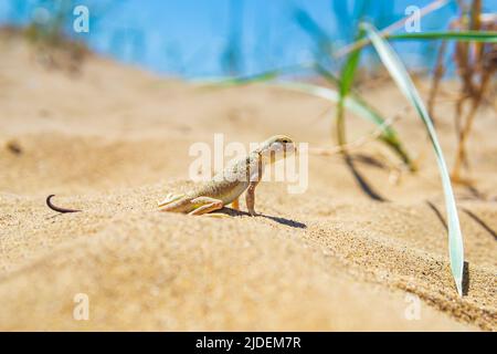 Echsenkrötenkopf-Agama zwischen dem trockenen Gras in den Dünen Stockfoto