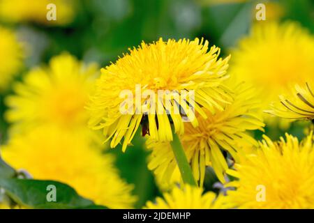 Dandelion (taraxacum officinalis), Nahaufnahme mit Fokus auf eine einzelne Blume der gemeinsamen leuchtend gelben Wildblume, die an einem Straßenrand wächst. Stockfoto