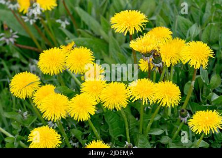 Der lötlige Teil (taraxacum officinalis), Nahaufnahme eines Anhäufens der leuchtend gelben Wildblume, die in Hülle und Fülle an einem Straßenrand wächst. Stockfoto