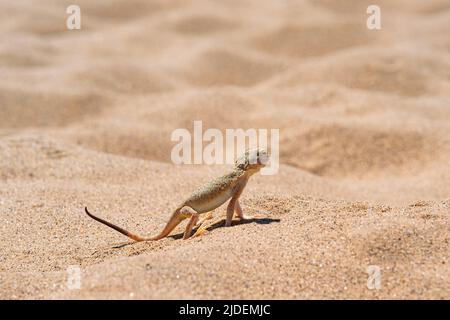 Wüsteneidechse Krötenkopf-Agama im Sand auf der Düne von Sarykum Stockfoto