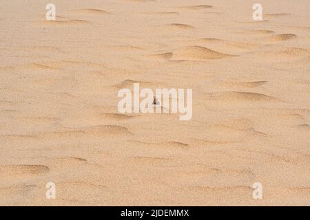 Die Wüsteneidechse Krötenkopf-Agama ragt hinter einer Düne zwischen dem Sand hervor Stockfoto