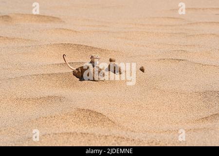 Die Wüsteneidechse Krötenkopf-Agama ragt hinter einer Düne zwischen dem Sand hervor Stockfoto