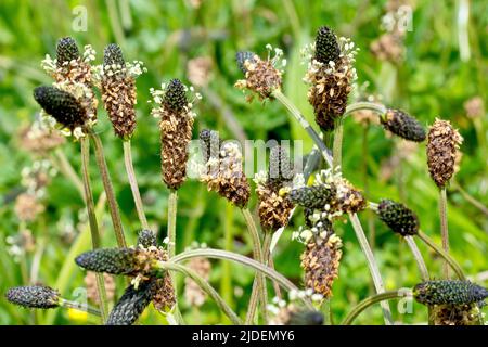 Spitzwegerich oder Ribgras (plantago lanceolata), Nahaufnahme einer Gruppe von Blütenköpfen der gewöhnlichen Grünlandpflanze. Stockfoto