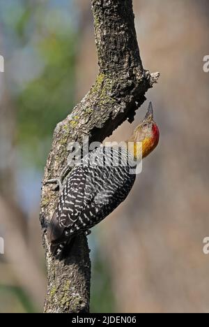 Hoffmanns Specht (Melanerpes hoffmannii) erwachsener Mann, der sich an dem toten Zweig San Jose, Costa Rica, klammert März Stockfoto