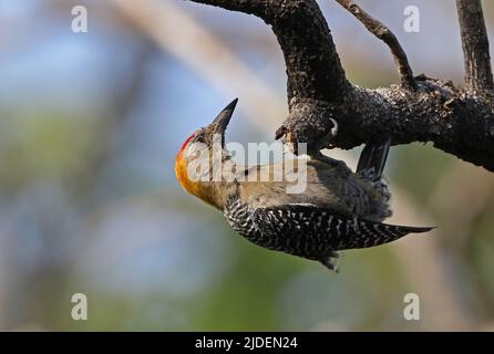 Hoffmanns Specht (Melanerpes hoffmannii) erwachsener Mann, der sich an dem toten Zweig San Jose, Costa Rica, klammert März Stockfoto