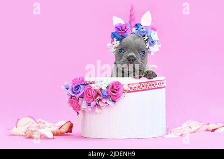 Blauer französischer Bulldog Hund mit Einhorn Stirnband mit Horn, das aus der Box mit Blumen auf rosa Hintergrund späht Stockfoto