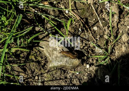 Schnecke auf Felsen mit Schmutz und Gras Hintergrund Stockfoto