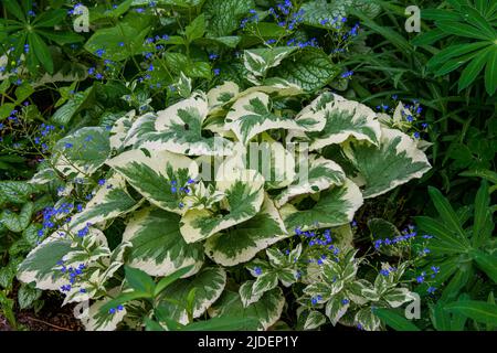 Blaue Vergiss mich nicht Blumen zieren eine Brunnera Jack Frost Pflanze in Steamboat Springs Stockfoto