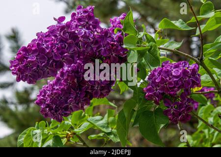 Leuchtend violette Flieder blühen in Steamboat Springs Stockfoto