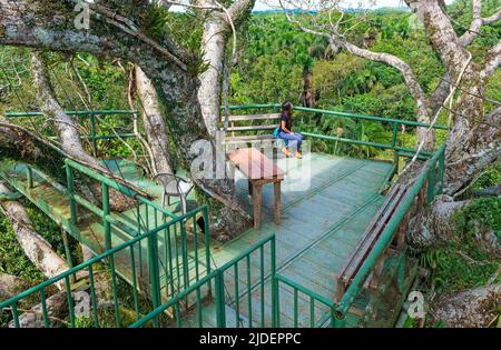 Junge Touristen genießen den Blick über den Amazonas-Regenwald von einem Aussichtsturm, dem Yasuni-Nationalpark, Ecuador. Stockfoto