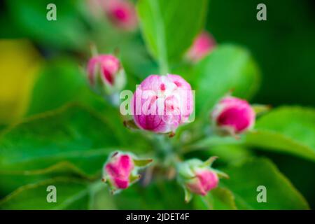 Rosa Knospen von ungeöffneten Apfelbäumen blühen an einem sonnigen Tag auf einem Ast vor grünem Laubgrund. Der Frühling blüht in einem Garten oder Park. Hochwertige Fotos Stockfoto