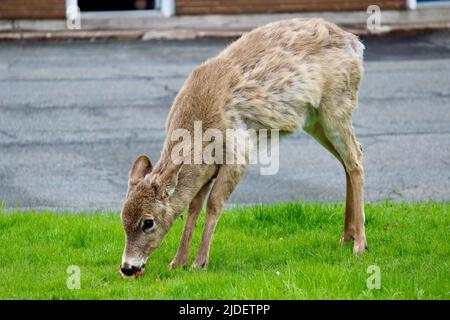 Hirsche essen einen Apfel in New Glasgow, Nova Scotia (Kanada) Stockfoto