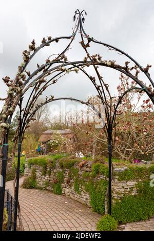 Die Rebsorte wurde auf einem onrnamentalen schmiedeeisernen Gartenbogen in den Herb, Potager and Cottage Gardens, RHS Rosemoor, Devon, Großbritannien, trainiert Stockfoto