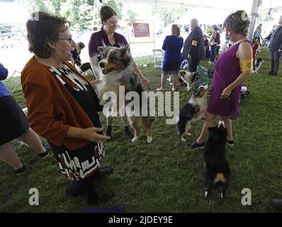 New York, Usa. 20.. Juni 2022. Amerikanische Miniaturhirten und ihre Handler besuchen am 20. Juni 2022 den Obedience Trainingstag während der jährlichen Westminster Kennel Club Dog Show 146. im Lyndhurst Estate in Tarrytown, New York. Peter Foley/UPI Kredit: UPI/Alamy Live Nachrichten Stockfoto