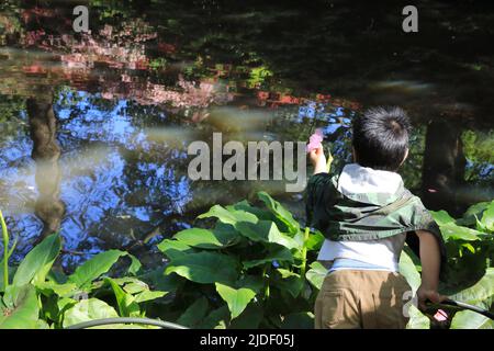 Frühling in Isabella Plantation, im Richmond Park, SW London, Großbritannien Stockfoto