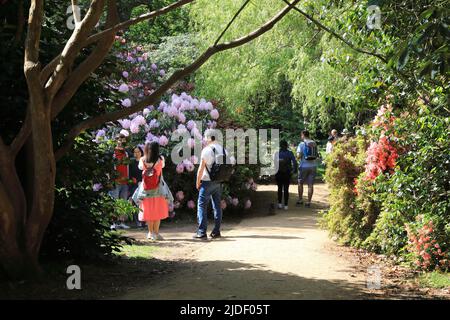 Frühling in Isabella Plantation, im Richmond Park, SW London, Großbritannien Stockfoto