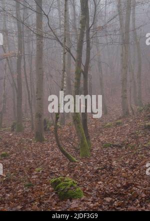 An einem nebligen Herbsttag wachsen im Pfälzer Wald Deutschlands kleine Baumstämme zusammen. Stockfoto