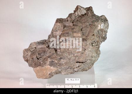 Amphibol. Mineralien. Nordamerika; USA; New York; Orange County; Edenville Stockfoto