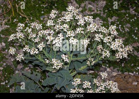 Crambe maritima (Meereskohl) ist eine halophytische (salztolerante) Art, die auf Küstenschindeln vorkommt und in Europa endemisch zu sein scheint. Stockfoto