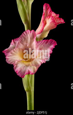 Makrodetail der Blüten eines rosa weißen und gelben Gladiolus isoliert auf schwarzem Hintergrund Stockfoto