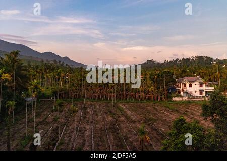 Wunderschönes Licht vor Sonnenaufgang über Arecapalmen und Kokospalmen mit Bergen im Hintergrund in Wayanad, Kerala Stockfoto