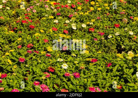 Goiania, Goiás, Brasilien – 19. Juni 2022: Ein Blumengarten in einem öffentlichen Stadtpark. Stockfoto