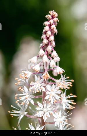 Nahaufnahme von blühenden Blattschäumen (Tiarella cordifolia) Stockfoto