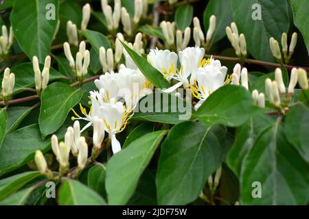 Amur-Geißel, Heckenkirschen, Chèvrefeuille de Maack, Lonicera maackii, koreai lonc, Ungarn, Europa Stockfoto