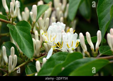 Amur-Geißel, Heckenkirschen, Chèvrefeuille de Maack, Lonicera maackii, koreai lonc, Ungarn, Europa Stockfoto