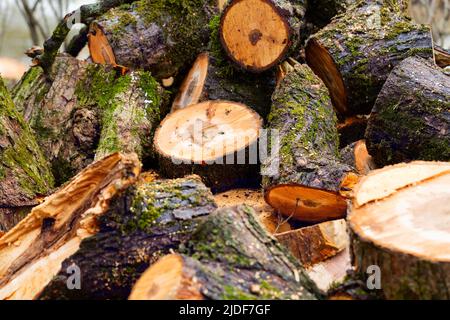 Ein abgeschnittener alter, mit Moos bedeckter Baum befindet sich im Wald. Bars Stockfoto