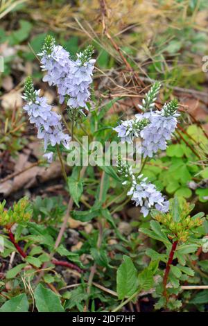 Prostrate Speedwell, Rock Speedwell, Véronique Couchée, Veronica prostrata, lecsepült veronika, Budapest, Ungarn, Magyarország, Europa Stockfoto