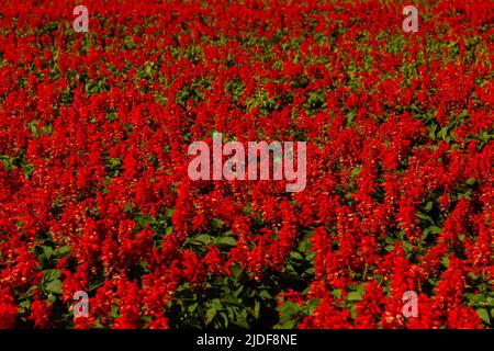 Goiania, Goiás, Brasilien – 19. Juni 2022: Detail eines Gartens mit roten Blumen in einem öffentlichen Park in der Stadt Goiânia. Stockfoto