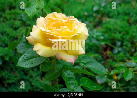 Einzelne, große, rosa gelbe Rose auf einem verschwommenen grünen Hintergrund aus nassen Blättern und Sträuchern -19 Stockfoto