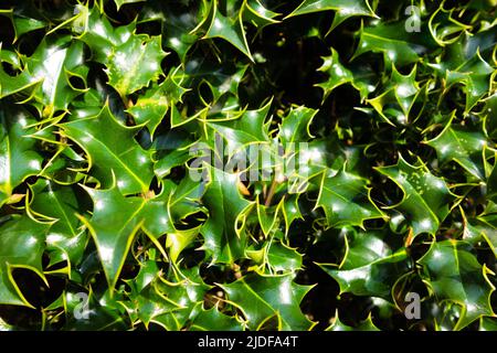 Leuchtend grüne Stechpalme (Ilex aquifolium) in der frühen Morgensonne Stockfoto