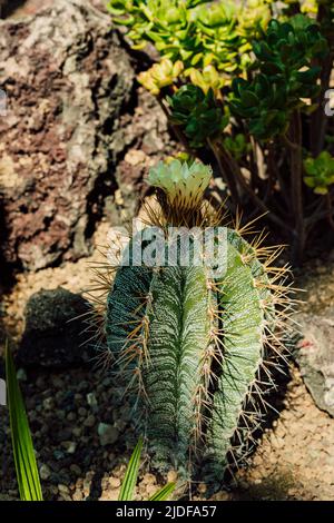 Kaktus mit einer schönen gelben Blume im Gewächshaus Stockfoto