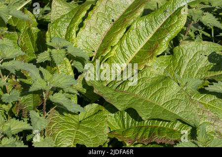 Nahaufnahme eines breitblättrigen Docks (Rumex obtusifolius) auf einem natürlichen grünen Hintergrund Stockfoto