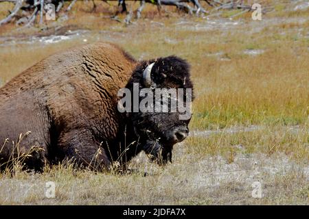 American Bison ruht am Firehole Lake Drive im Yellowstone National Park Stockfoto