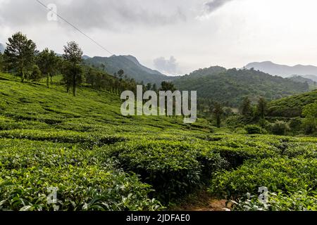 Blick auf die Seilrutsche über einer Teeplantage in Wayanad, Kerala Stockfoto