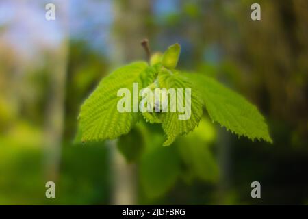 Neue blassgrüne Blätter auf einem Hazel (Corylus avellana) Zweig mit einem natürlichen grünen Hintergrund Stockfoto