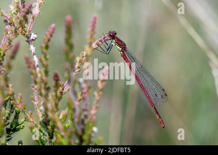 Große rote Damselfliege (Pyrrhosoma nymphula) besiedelt auf Heidekraut, Surrey, England, Großbritannien Stockfoto