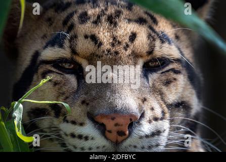 Männlicher, getrübter Leopard (Nahaufnahme) Stockfoto