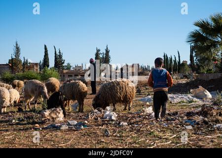 Damaskus, Syrien - Mai, 2022: Hirte mit Kindern und Schafherde in ländlicher Landschaft in der Nähe von Damaskus, Syrien Stockfoto