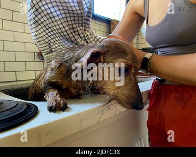 Ein Dackel-Hund, der ein Bad im Waschbecken bekommt Stockfoto