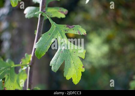 Blassgrüne Herbstblätter isoliert auf einem natürlichen grünen Hintergrund Stockfoto