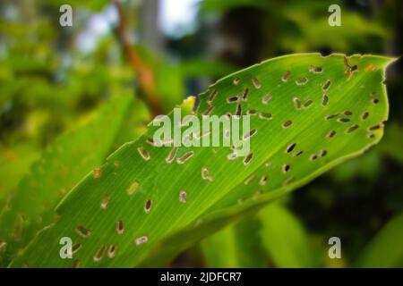 Rotes spiralförmiges Ingwerblatt mit Insektenschäden auf natürlichem Hintergrund in Malaysia Stockfoto